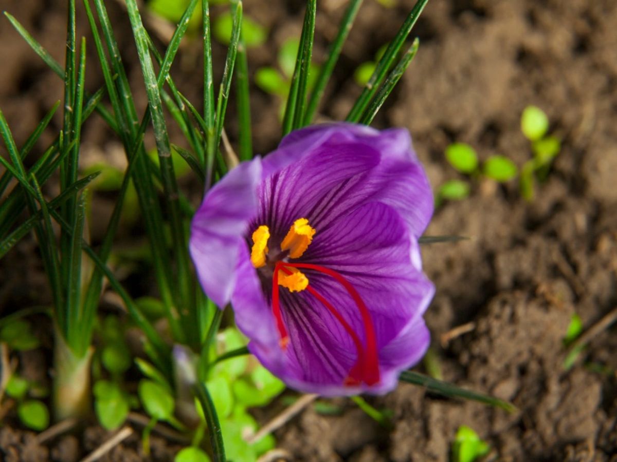 Saffron Crocus sativus Herb Seeds for Planting in Kitchen Garden