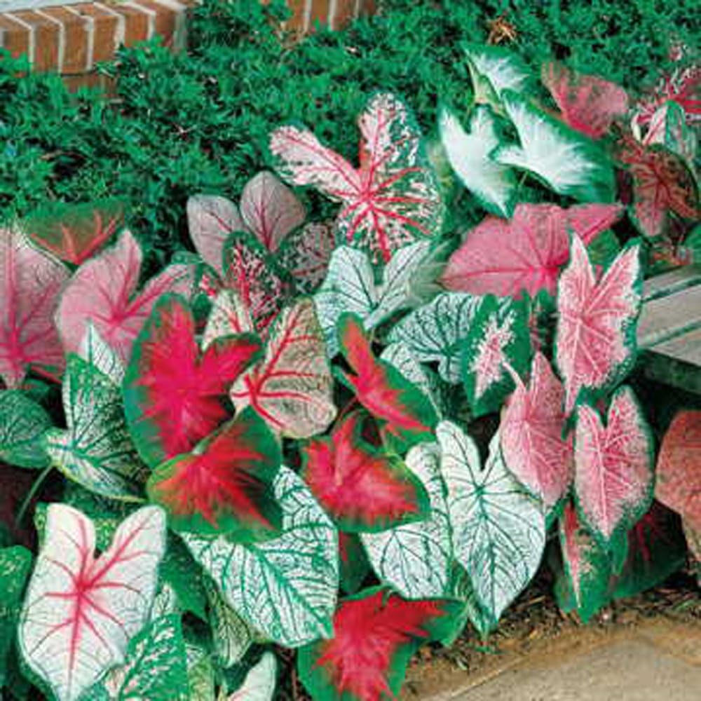 Caladium Bulbs - Jumbo Mix