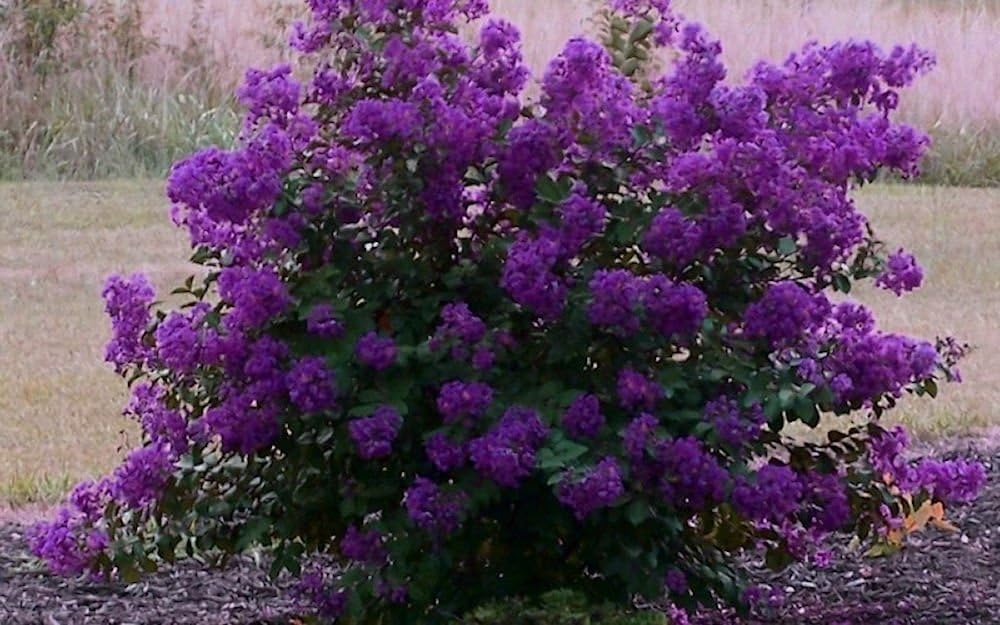 Crape Myrtle Purple Seeds