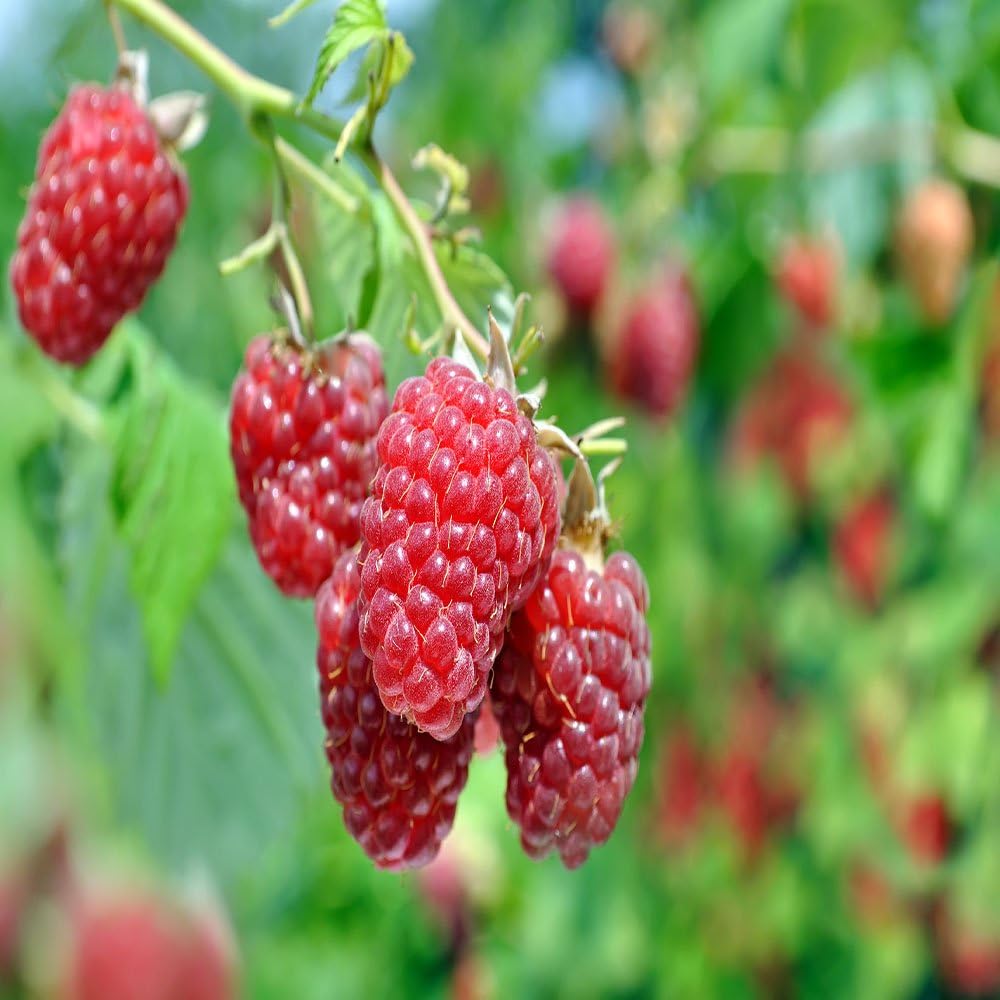 Caroline Raspberry Plants