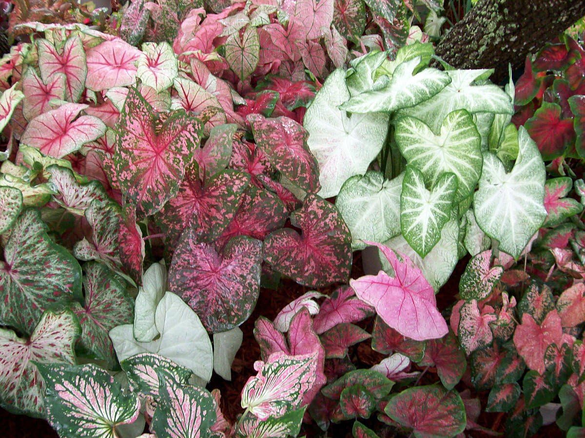 Caladium Bulbs - Fancy Leaf Mix