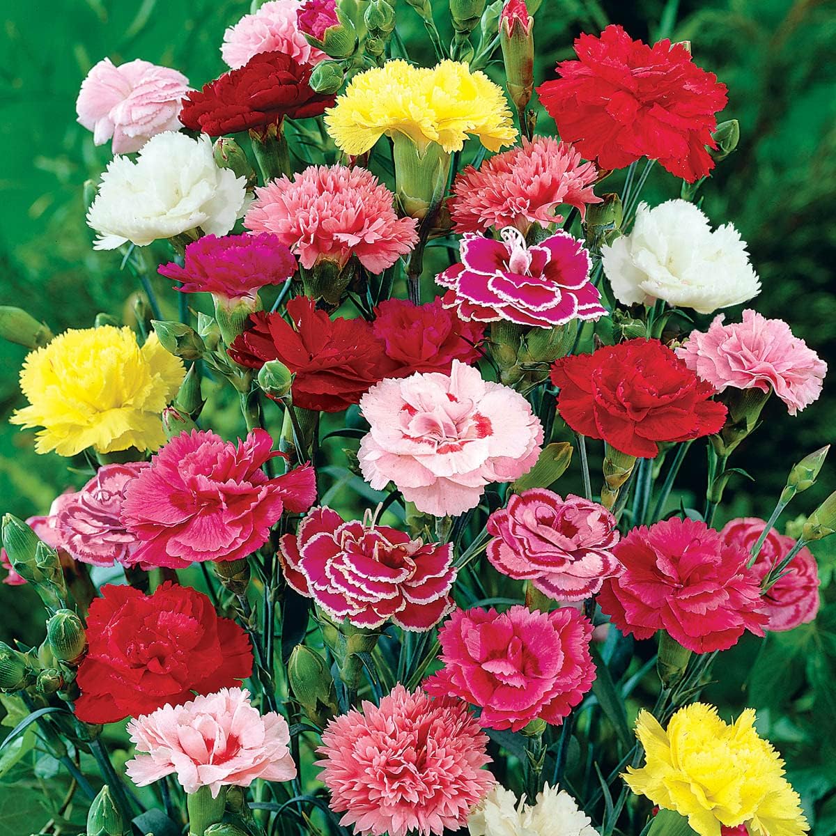 Multicolor Carnation Flower Seeds , Ruffled Edges in a Variety of Shades
