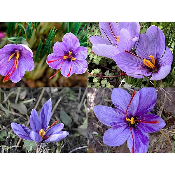 Saffron Crocus sativus Herb Seeds for Planting in Kitchen Garden