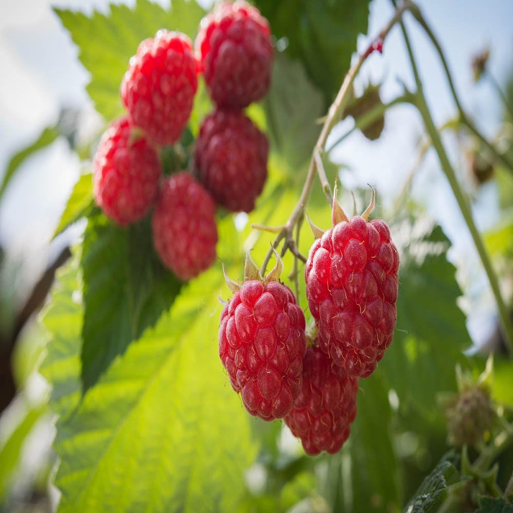 Caroline Raspberry Plants