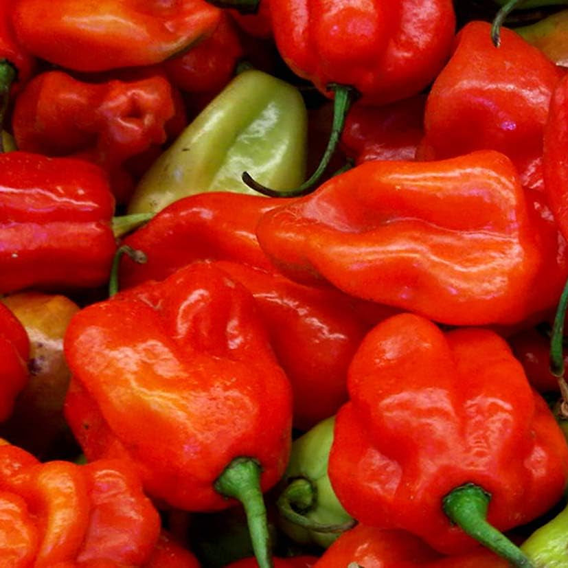 Aji Dulce Vegetable Seeds for Planting