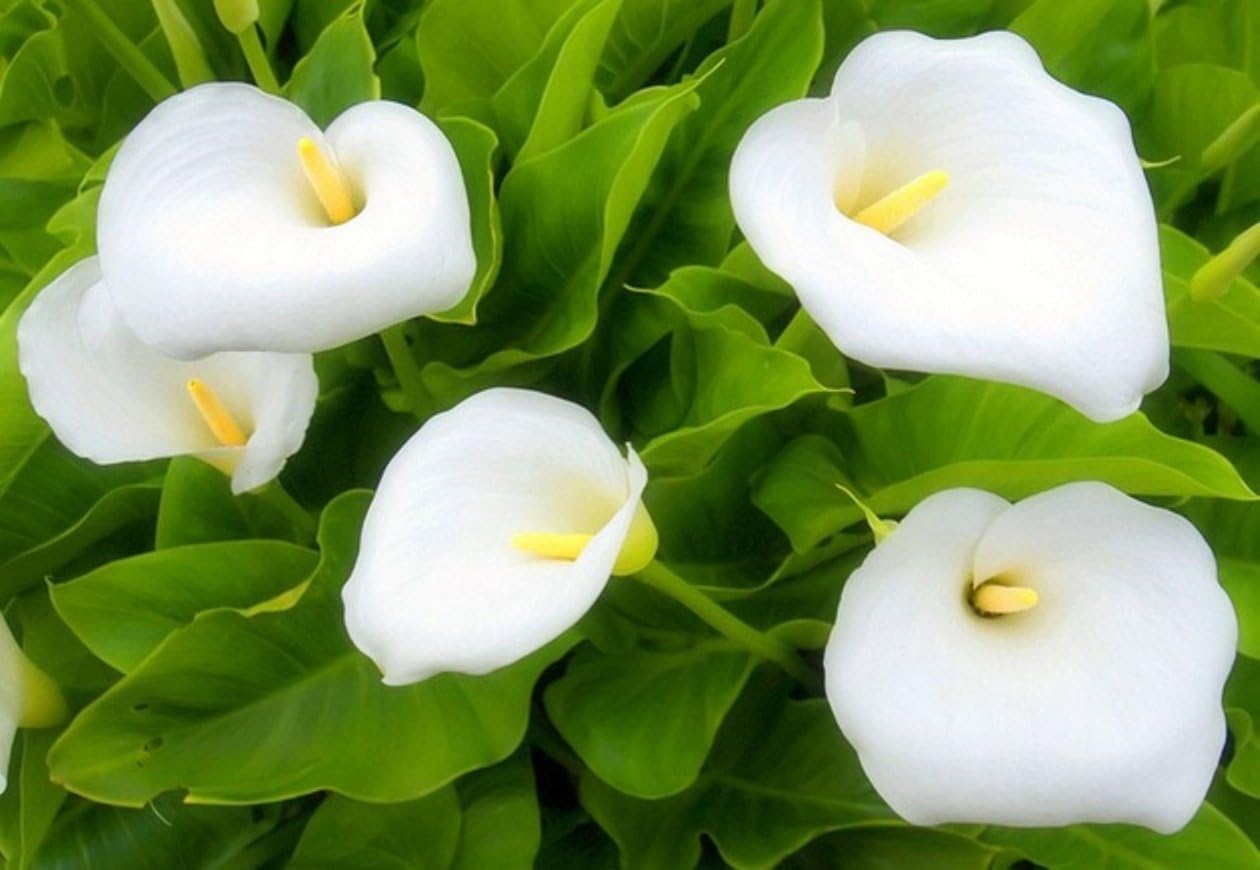 Calla Lily Bulbs - Aethiopica