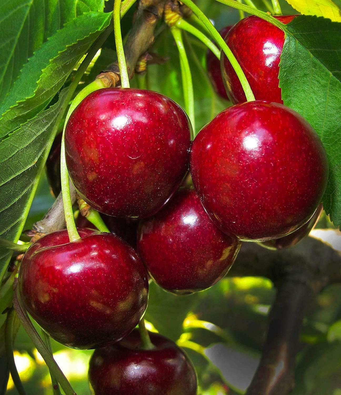 Cherry Tree Seeds