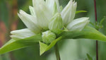 Cream Gentiana Flower Seeds for Planting, NON GMO Seeds Dhara Seeds