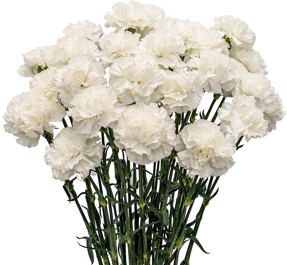 White Carnation Flower Seeds, Pure White Ruffled Flowers with Classic Charm