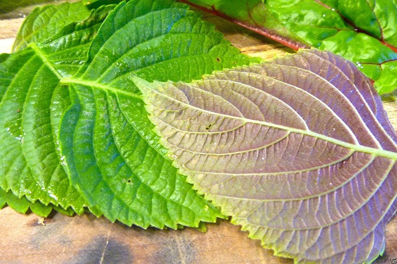 Green Perilla Plant Seeds for Planting-Flavorful Herb Gardens – Fresh Herb for Your Garden