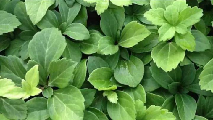 high-germination-pachysandra-non-gmo-seeds

