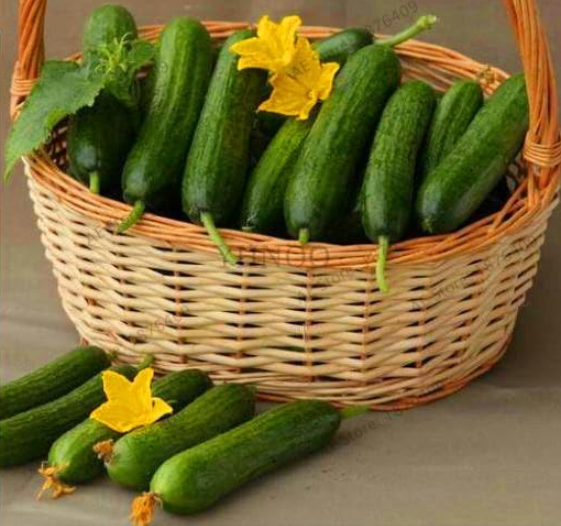 Cucumber 'Orzel' Seeds for Garden and Open Soil Planting