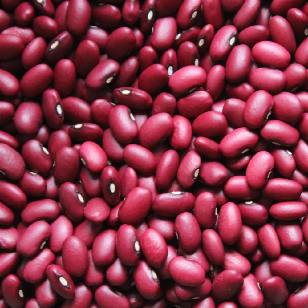 Red Bean Seeds for Planting - Healthy Vegetable heirloom & Non GMO Seeds