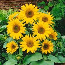 Sunflower Helianthus annuus Mini Flower Seeds for Pots