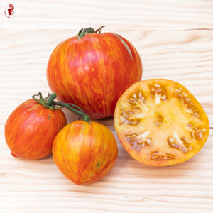 lush tomato plant laden with vibrant striped Copia fruits
