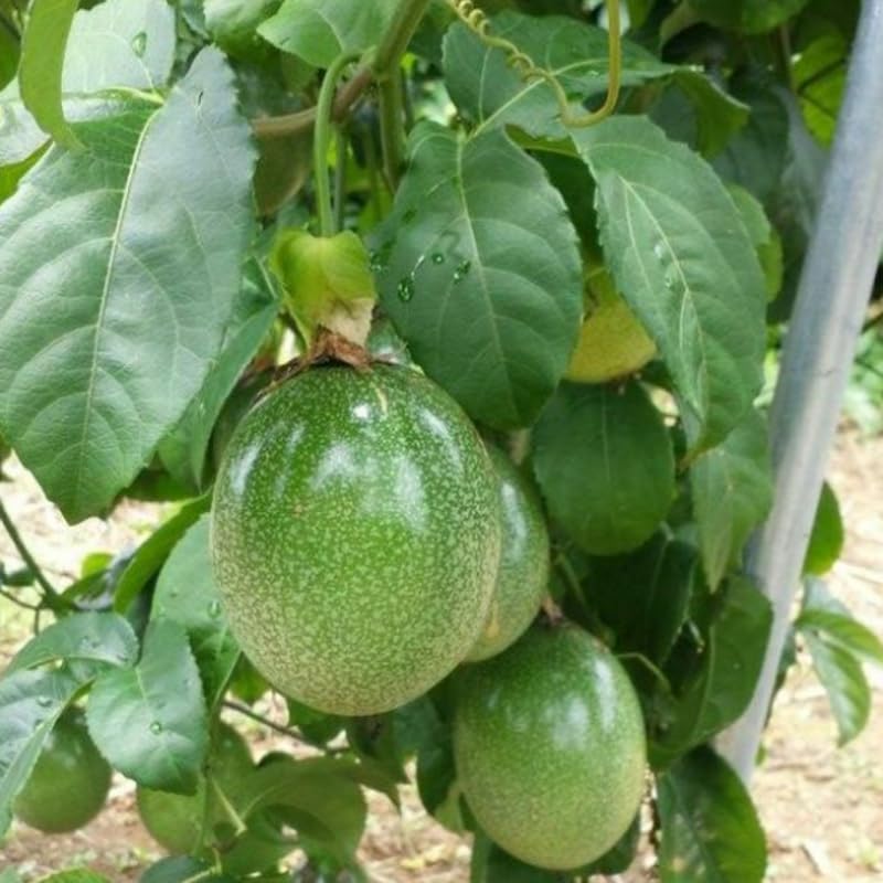 Passion Fruit Seed Collection for Tangy Garden Harvest