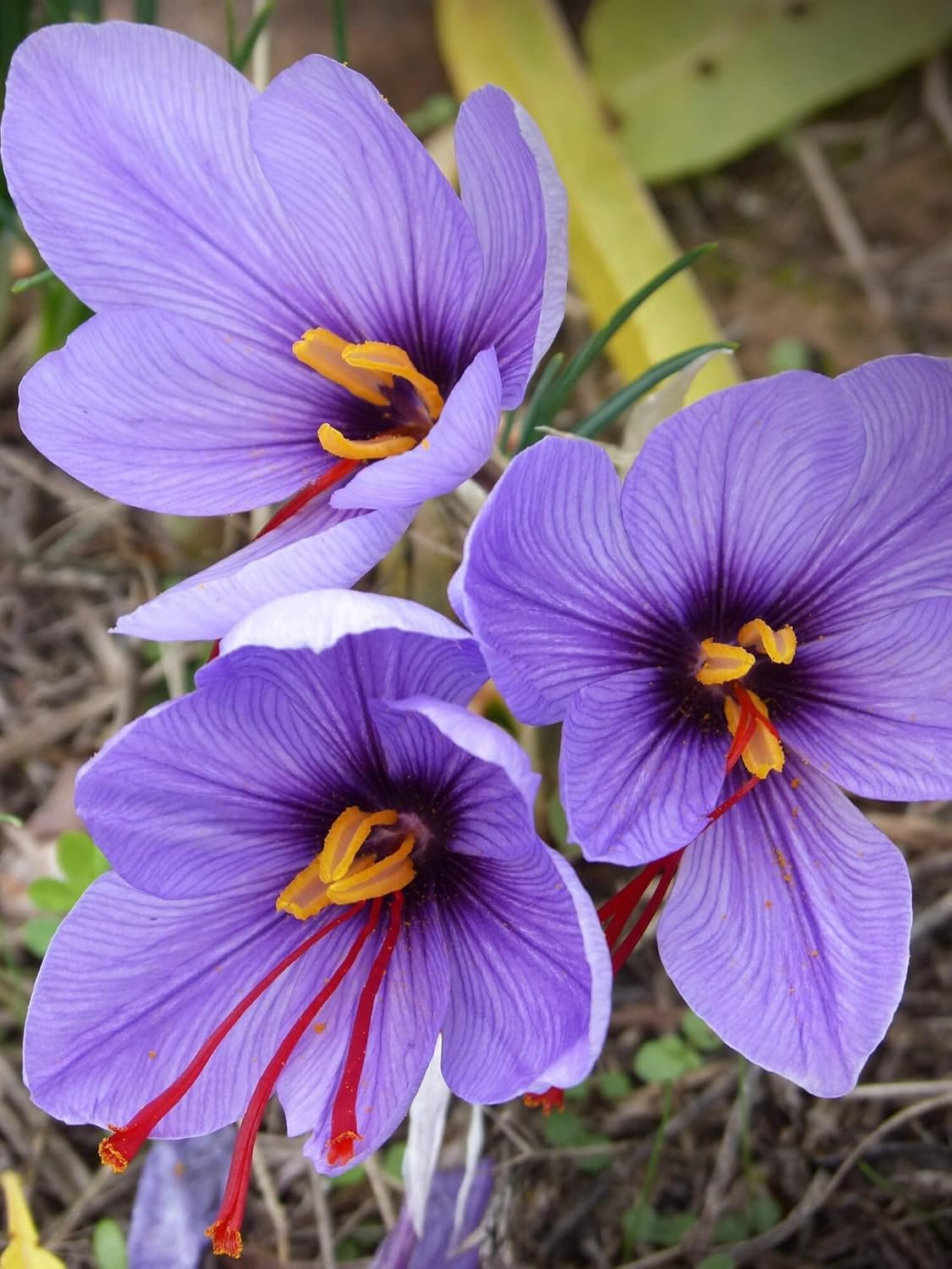 Saffron Crocus Bulbs - Crocus Sativus