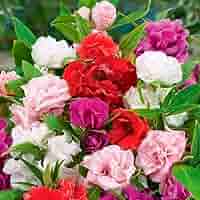 Balsam Pink Impatiens Flower Seeds