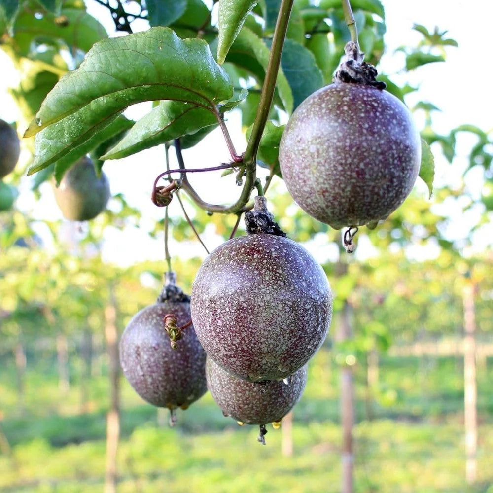 Passionfruit Seed Set for Tangy, Refreshing Fruit Growth