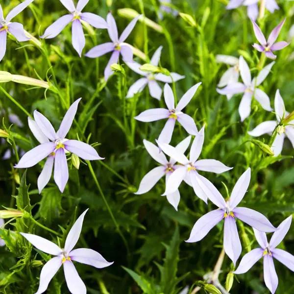 Laurentia Flower Seeds for Planting – NON GMO Seeds for planting in home garden