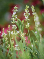 Lavender, Lacy Frills Flower Seeds for Planting-NON GMO Seeds Dhara Seeds