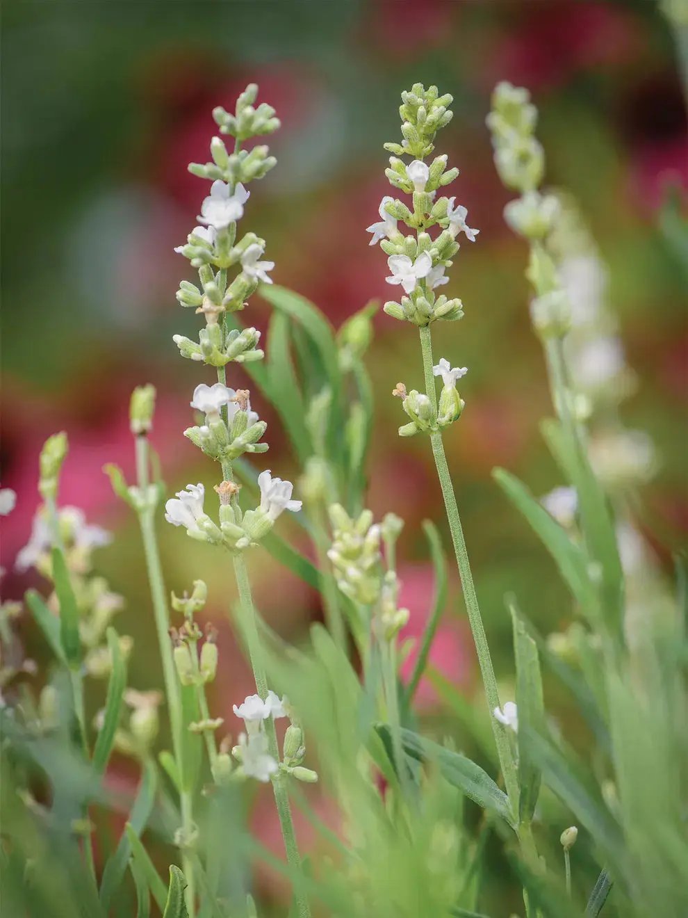 Lavender, Lacy Frills Flower Seeds for Planting-NON GMO Seeds for planting in home garden