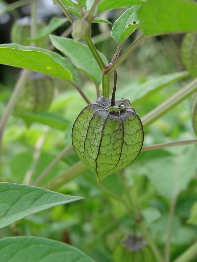 Physalis (Physalis peruviana) – Golden Berry, Inca Berry, or Cape Gooseberry