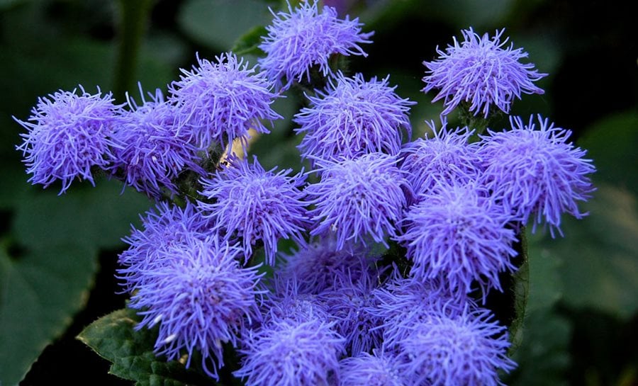 Ageratum Ageratum houstonianum Flower Seeds for Home Garden Borders