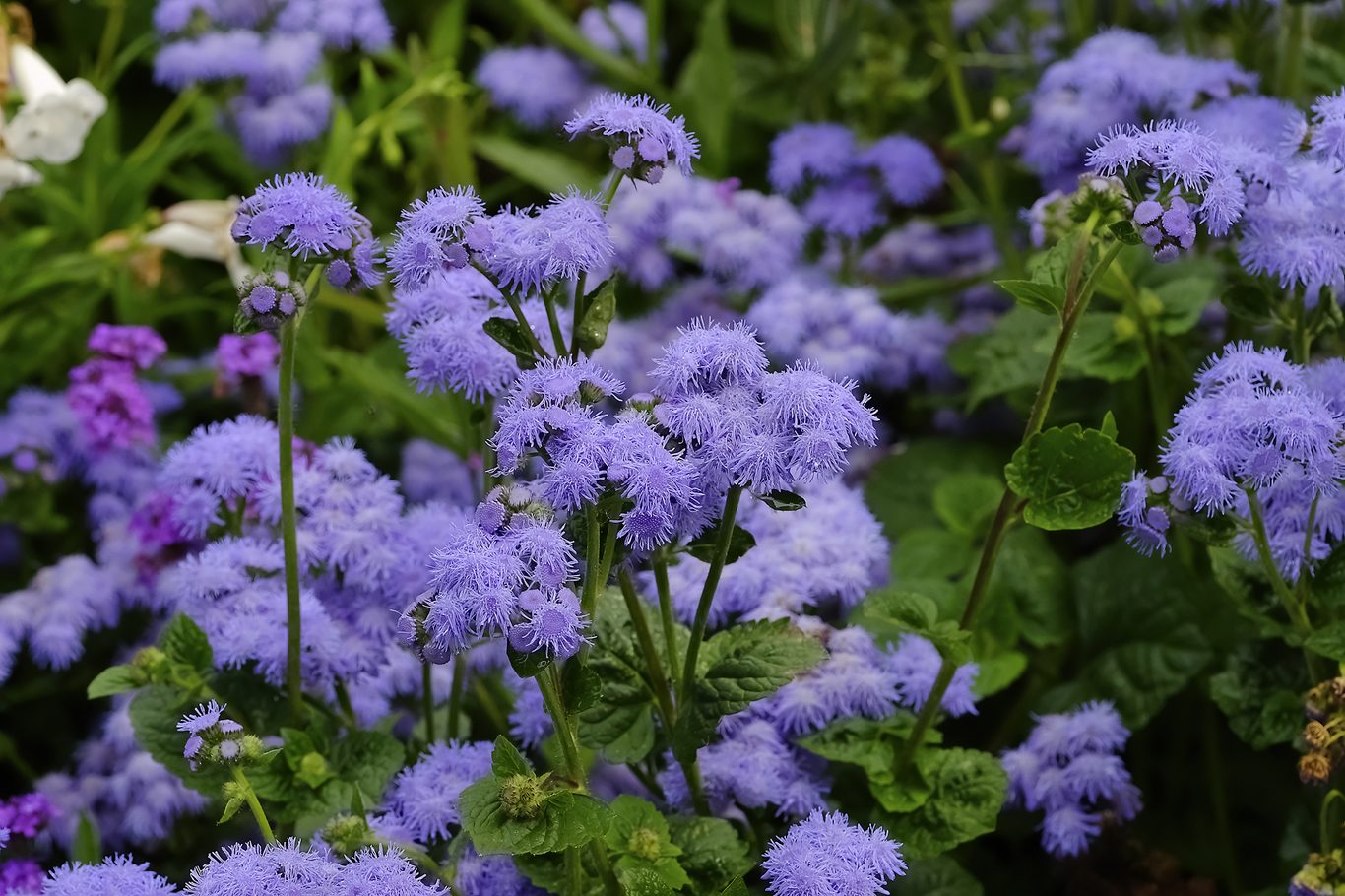 Ageratum Ageratum houstonianum Flower Seeds for Home Garden Borders