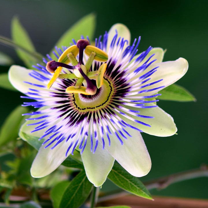 Organic Heirloom Passionflower Seeds – Non-GMO Medicinal Climbing Vine Seeds for Planting