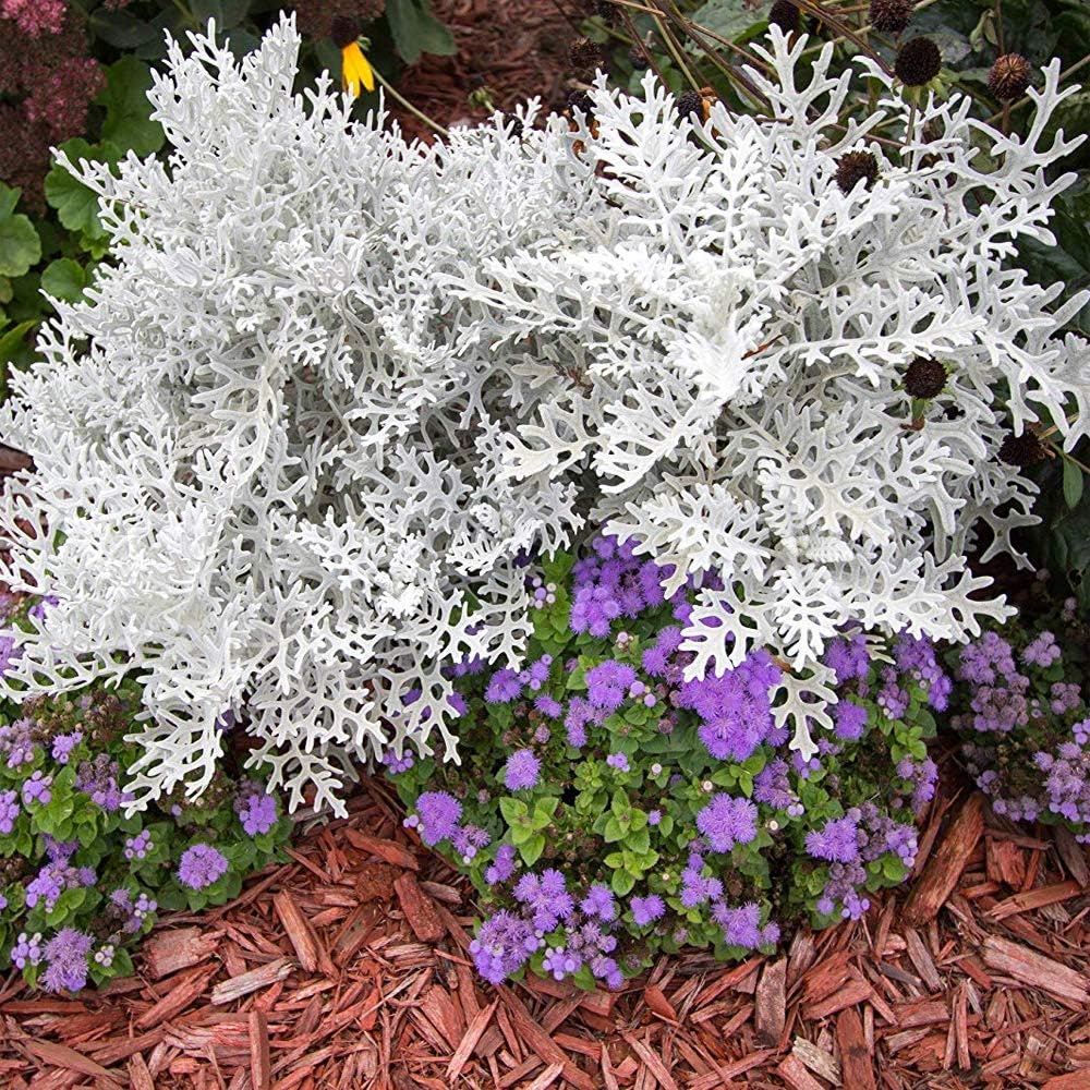 Dusty Miller Seeds - Silverdust