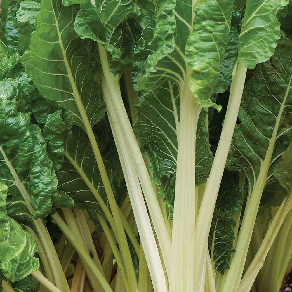  heirloom-non-gmo-fordhook-swiss-chard-seeds


