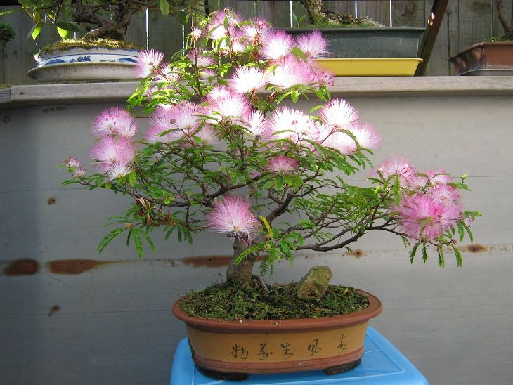 Albizia Flower Mimosa Seeds, Rare Silk Tree for Bonsai and Landscape Beauty