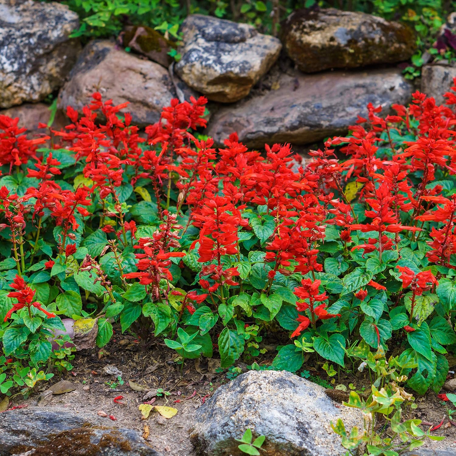 Salvia Salvia Coccinea Flower Seeds for Planting – Bright Blooms for Pollinator Gardens and Garden Borders