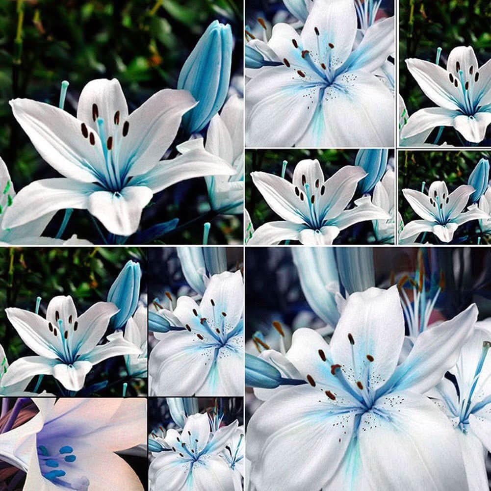 Blue Heart Lily Exotic Flower Seeds for Garden