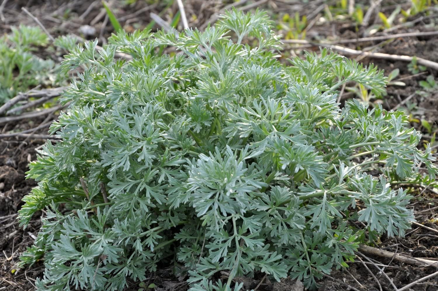 Absinthe Wormwood Seeds for Planting,Aromatic Gardens – Fresh Herb for Your Garden