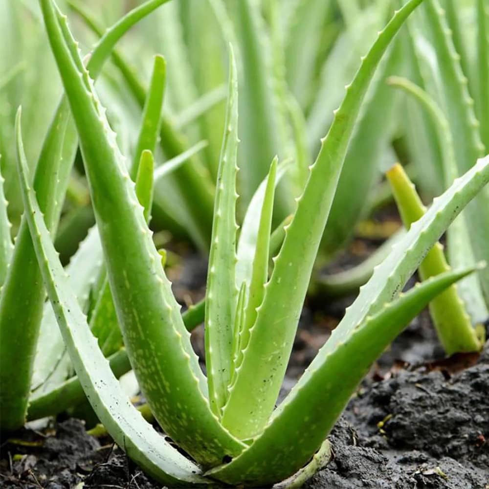 Aloe Plant Seeds for Planting
