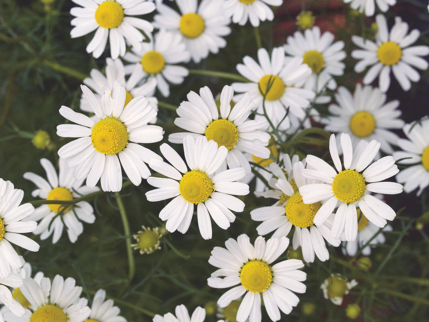 Chamomile Seeds - Roman