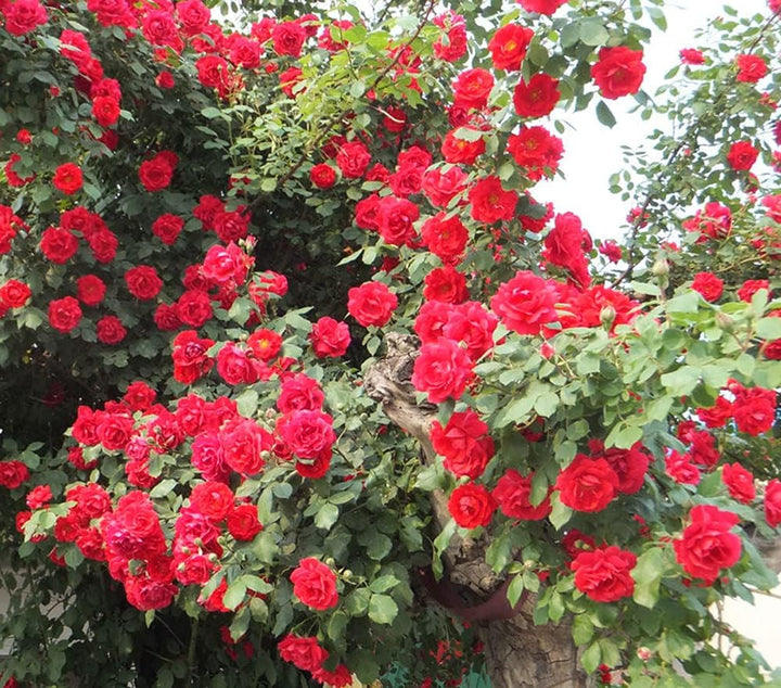 Red Climber Flower Seeds for Planting, NON GMO Seeds