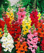 Mixed Snapdragon Flower Seeds for Planting - 100 pcs for planting in your garden.