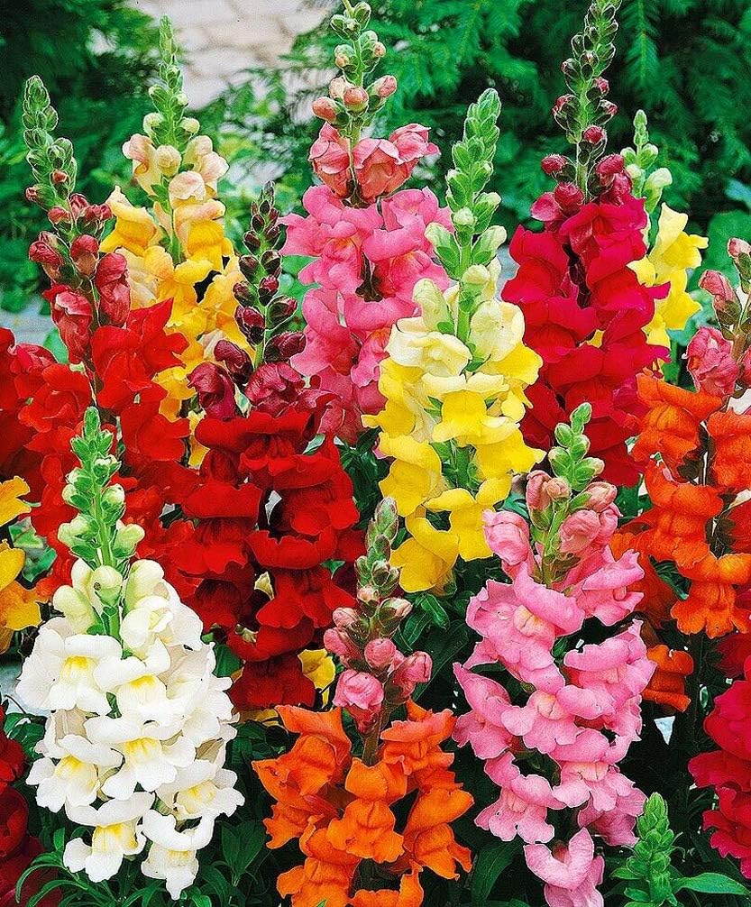 Mixed Snapdragon Flower Seeds for Planting - 100 pcs for planting in your garden.