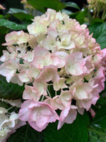 White Pink Hydrangea Seeds for Planting - NON GMO Seeds seeds for planting in home garden