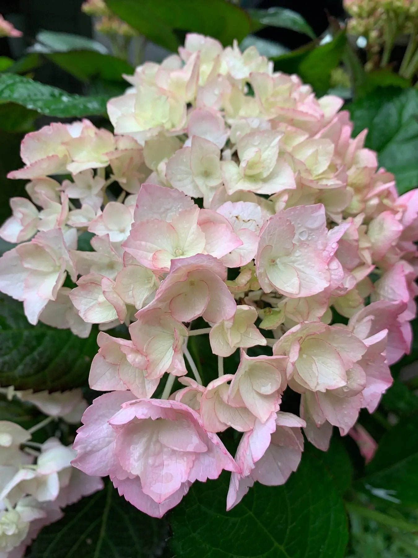 White Pink Hydrangea Seeds for Planting - NON GMO Seeds seeds for planting in home garden