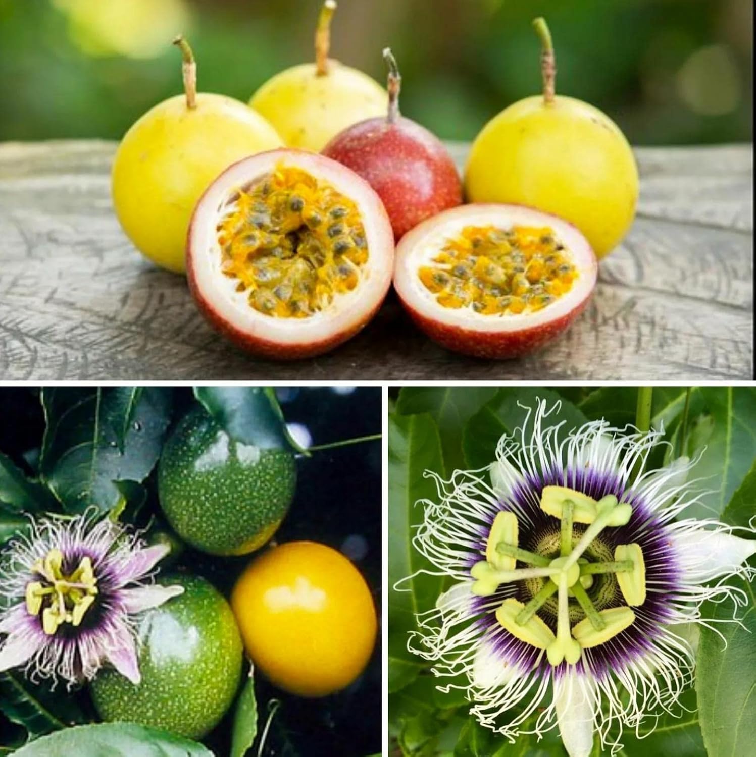 Passion Fruit Seeds