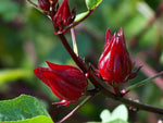 Rosella fruit seeds
