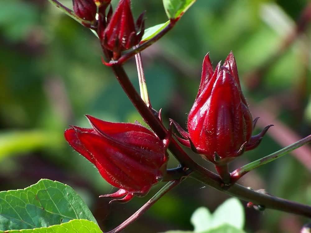 Rosella fruit seeds