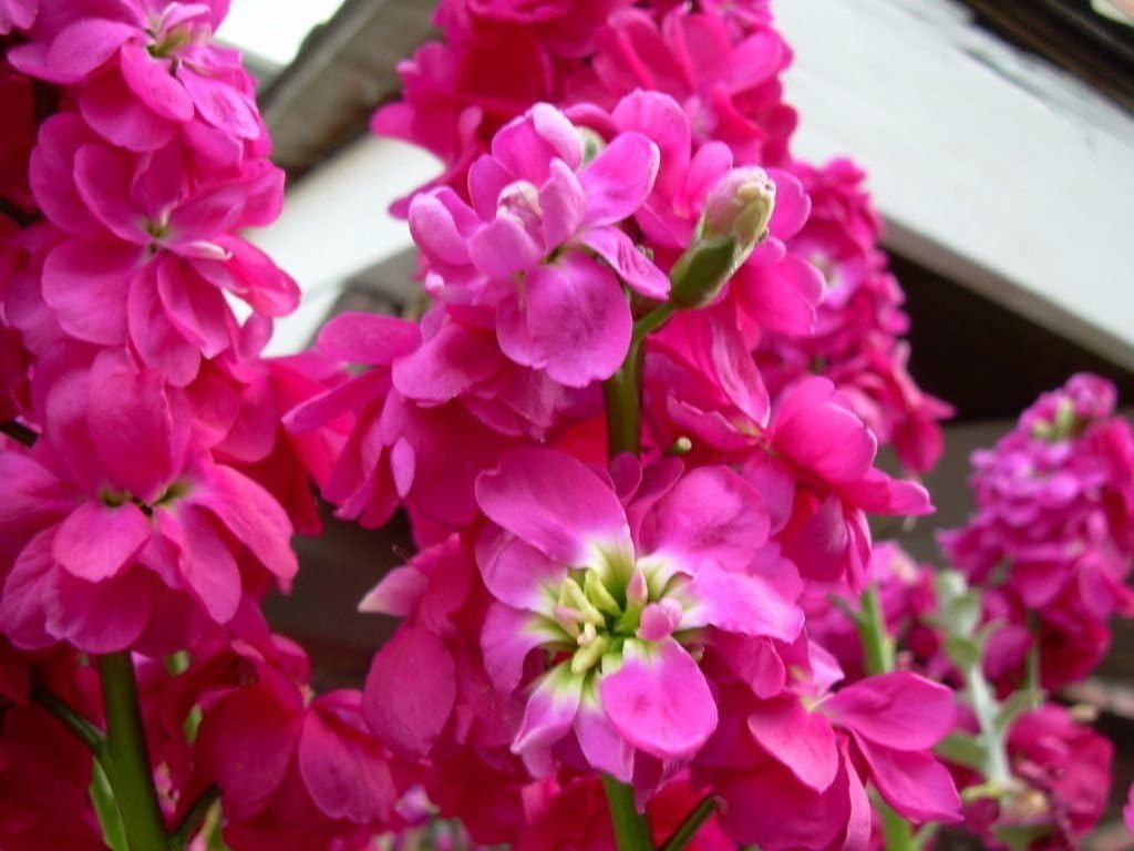 Pink Matthiola Flower Seeds – Heirloom Non-GMO Fragrant Garden Blooms for Planting for planting in your garden.
