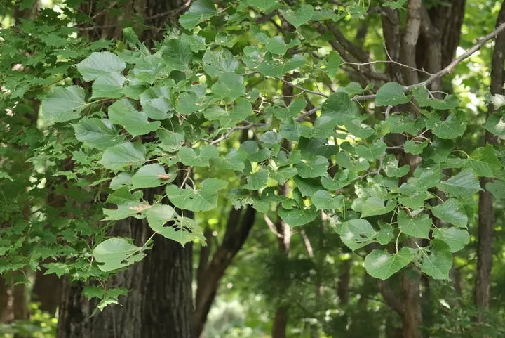 Green Manchurian Flowering Tree Seeds for Planting - 100