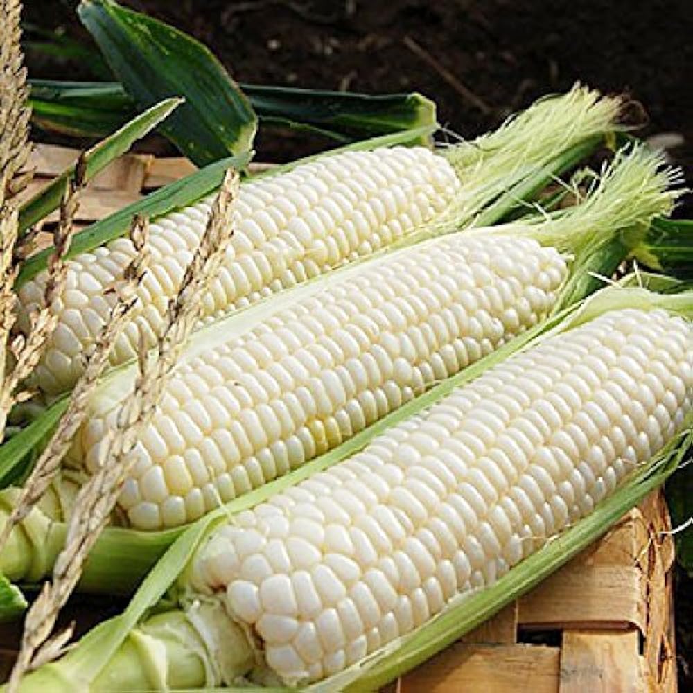 Silver Queen Corn Seeds Heirloom Non-GMO High Germination Organic Garden Seeds