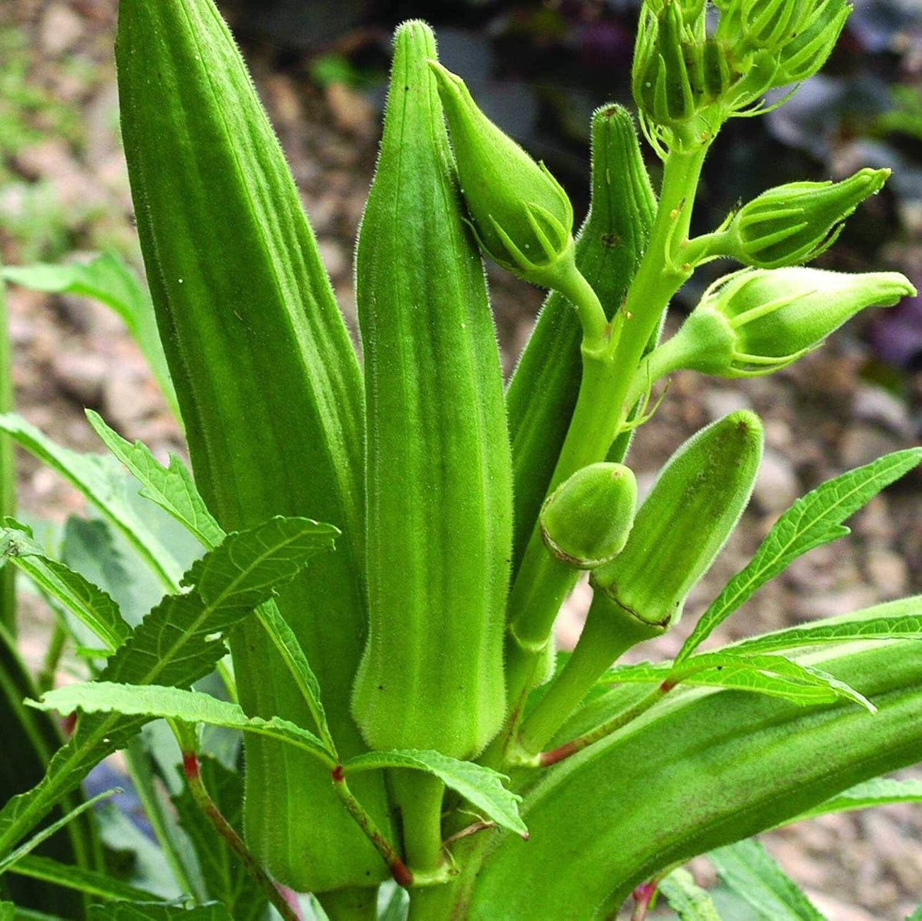 Okra Seeds for Vegetable Garden, NON GMO Seeds